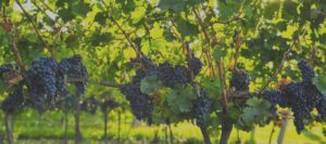 Vinarija Magaza