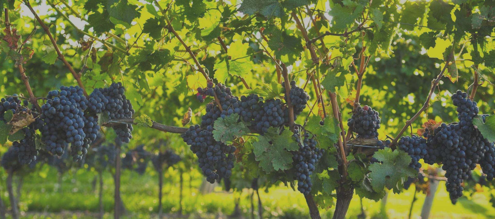 Vinarija Magaza — dobavljač za ugostiteljstvo, Trstenik