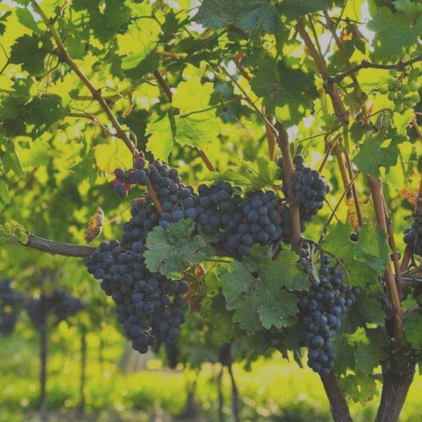 Vinarija Magaza