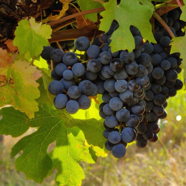 Vinarija Radulović